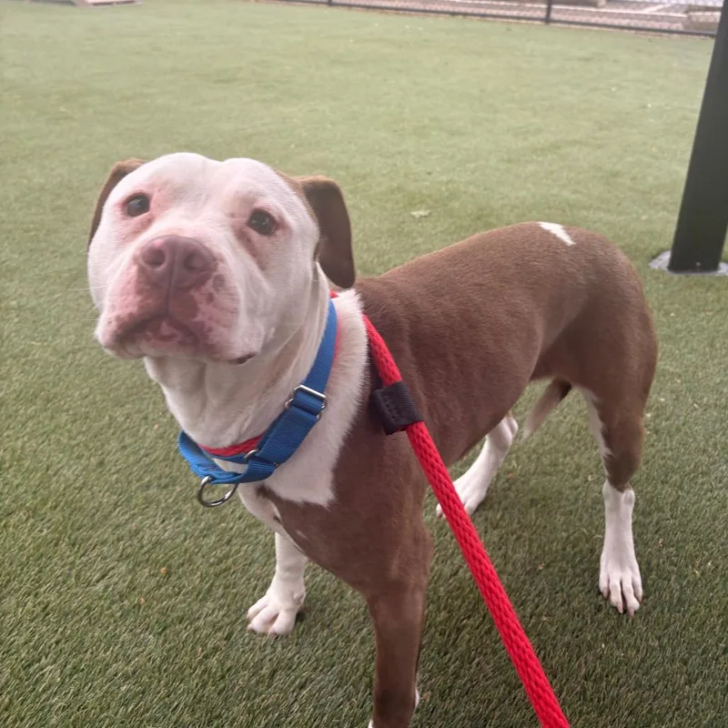 A young large-sized female Brown / Chocolate American Staffordshire Terrier dog named Thierry for adoption in Philadelphia, PA