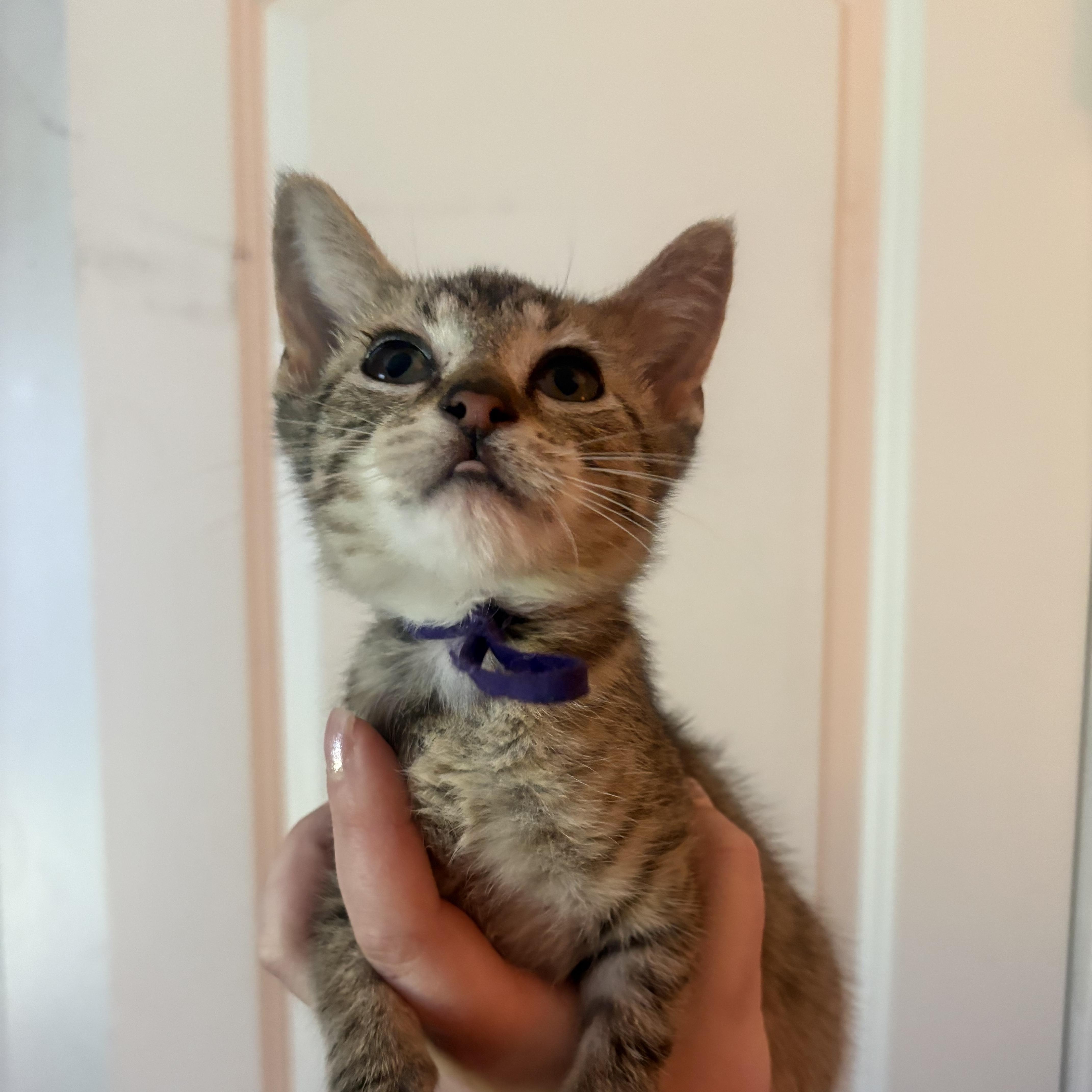 A baby small-sized male Tabby (Buff / Tan / Fawn) Domestic Short Hair cat named Shooter for adoption in Palatine, IL