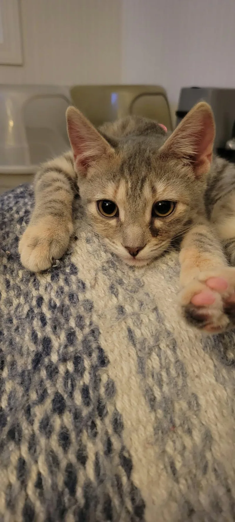 A young medium-sized female Domestic Short Hair cat named Wren for adoption in Charleston, SC