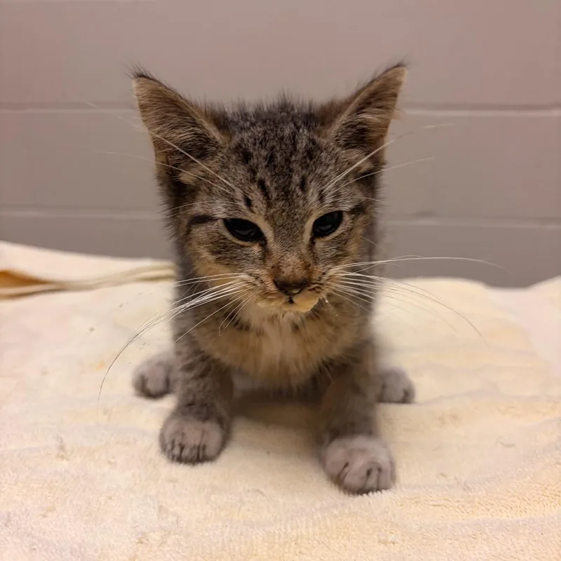 A baby small-sized male Brown / Chocolate Domestic Short Hair cat named Canela for adoption in Bristol, IN
