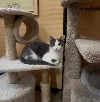 A baby medium-sized female Gray & White Domestic Short Hair cat named Sherry for adoption in Barrington Hills, IL