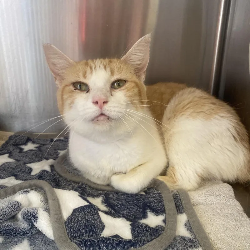 An adult medium-sized female Orange / Red Domestic Short Hair cat named Alani for adoption in Birmingham, AL