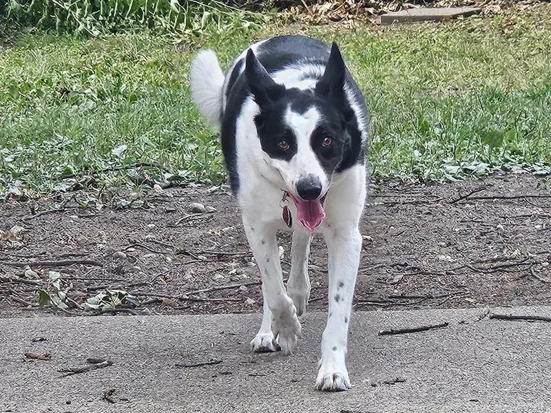 Jack