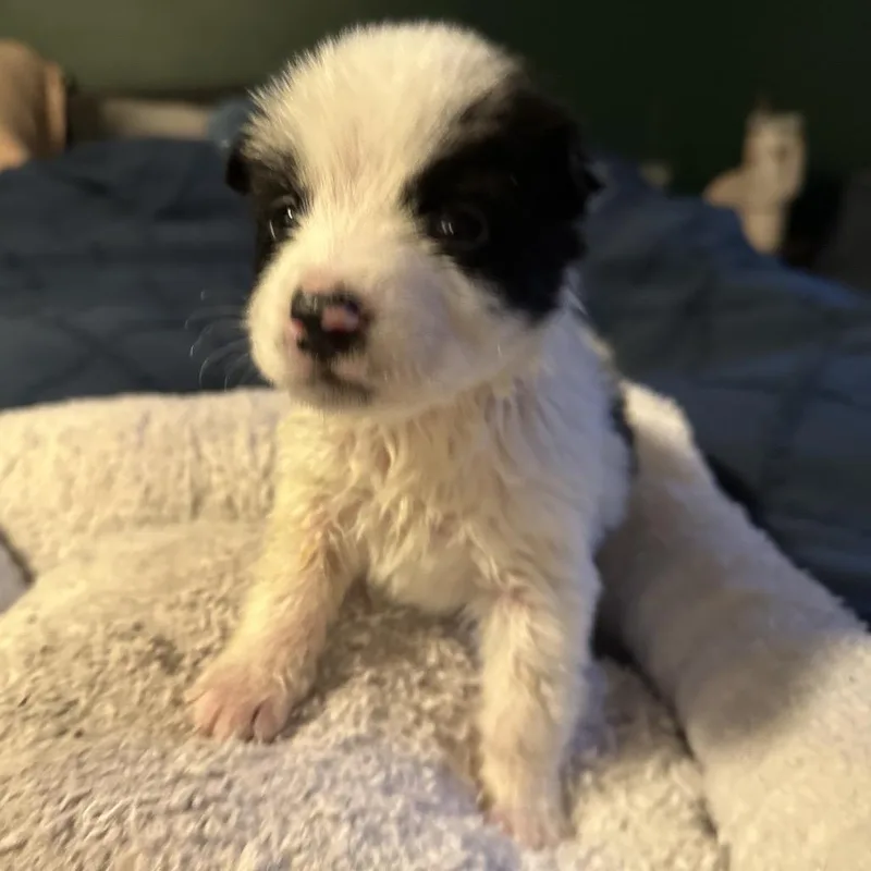 A baby medium-sized male White / Cream Mixed Breed dog named Yukon for adoption in Tacoma, WA