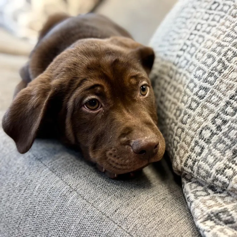 A baby small-sized male Brown / Chocolate Mixed Breed dog named Triangulum for adoption in Park City, UT