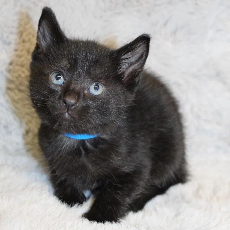 A baby small-sized male Black Domestic Medium Hair cat named Assam for adoption in Auburn, AL