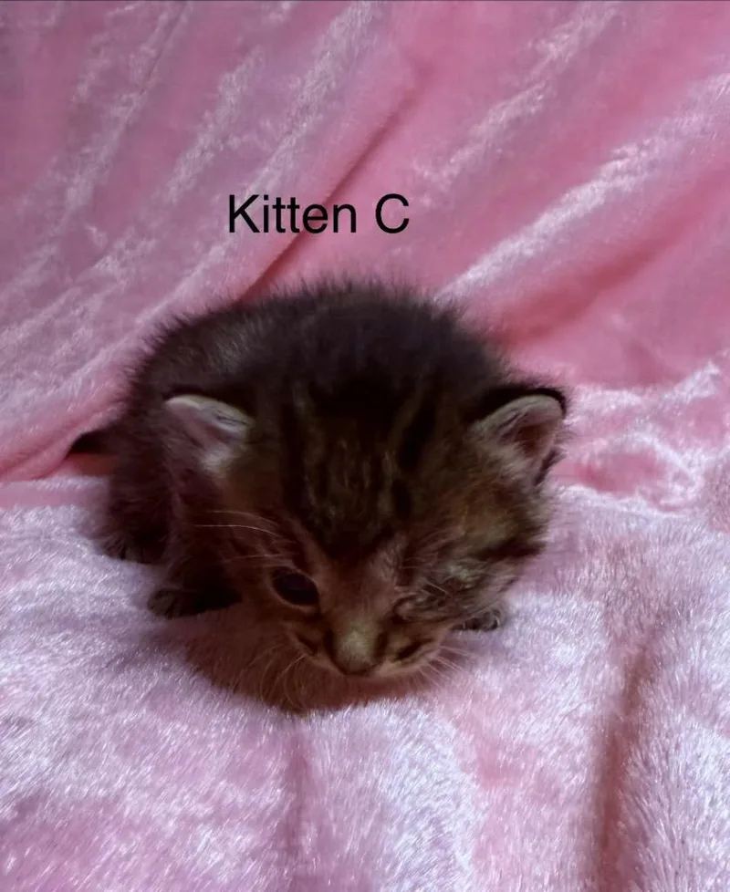 A baby small-sized female Domestic Short Hair cat named Fern for adoption in Brainardsville, NY