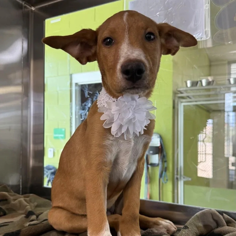 A baby small-sized female Brown / Chocolate Mixed Breed dog named Brownie for adoption in Las Cruces, NM