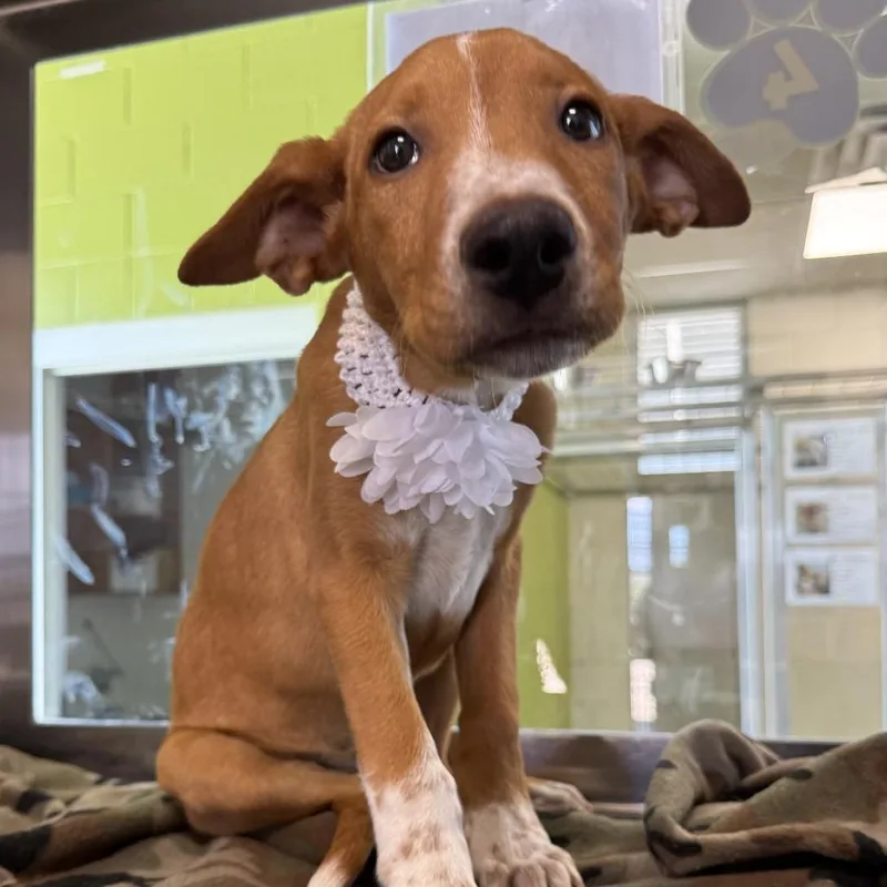 Brownie thumbnail 6
