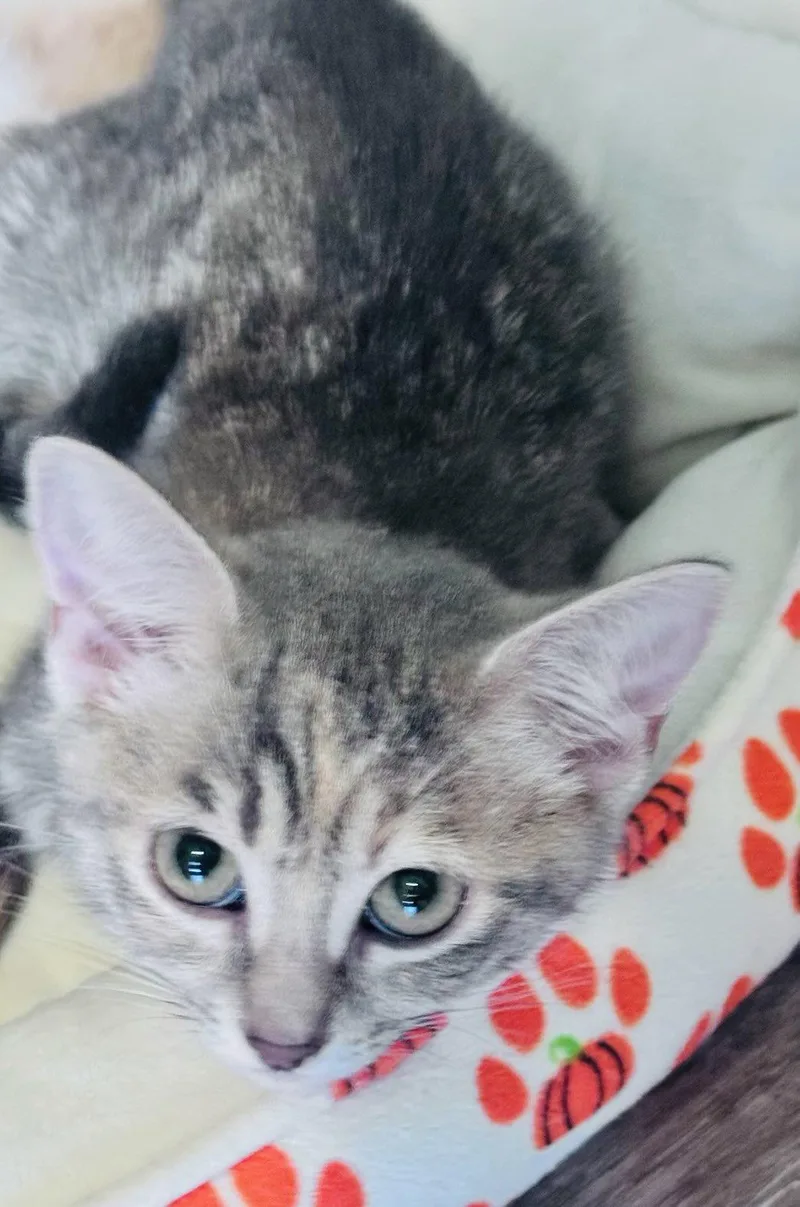 A baby medium-sized female Domestic Short Hair cat named Valerie for adoption in Frisco, TX