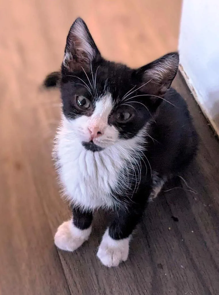 A baby medium-sized male Domestic Short Hair cat named Kilwin for adoption in Youngsville, NC