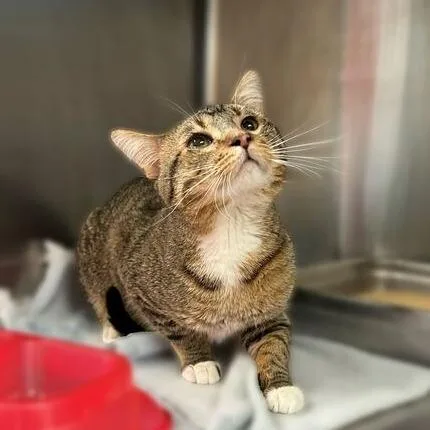 An adult medium-sized male Brown / Chocolate Domestic Short Hair cat named Uncle Waldo for adoption in Davenport, IA