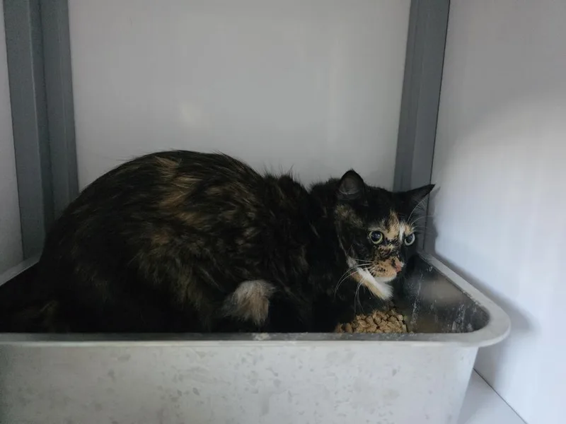 A young medium-sized female Domestic Medium Hair cat named Merry for adoption in Holbrook, AZ