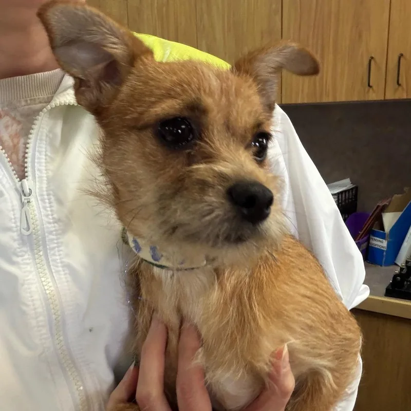 An adult small-sized female Red / Chestnut / Orange Terrier dog named Dottie for adoption in Idaho Falls, ID