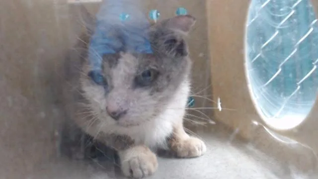 A young medium-sized male Domestic Short Hair cat named Chispita for adoption in Downey, CA