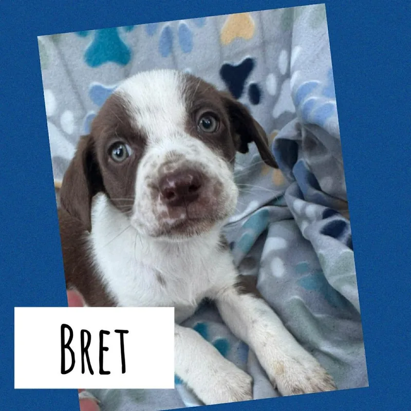 A baby medium-sized male Labrador Retriever dog named Bret for adoption in Orlando, FL