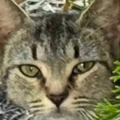 An adult small-sized female Brown / Chocolate Domestic Short Hair cat named Tiger Lily for adoption in Morgantown, WV