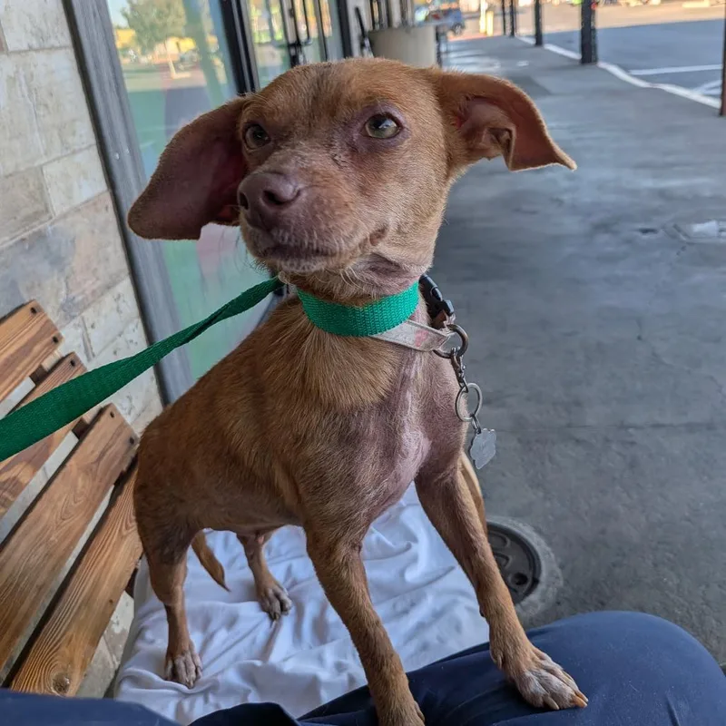 An adult small-sized female Brown / Chocolate Chihuahua dog named Asia for adoption in Chico, CA