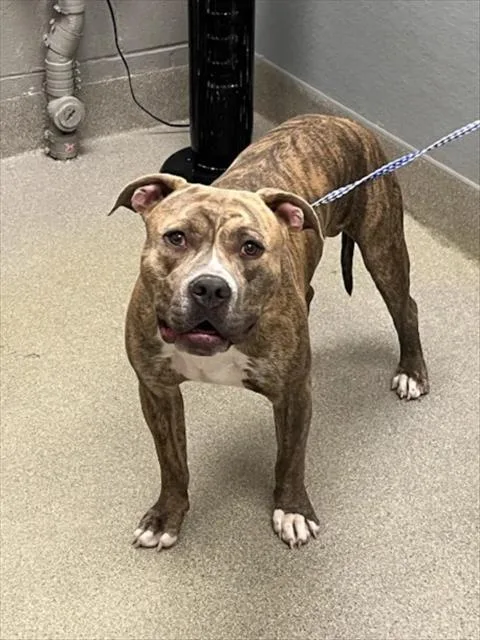 A young large-sized male Pit Bull Terrier dog named Land Shark for adoption in Las Vegas, NV