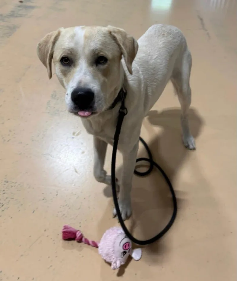 A young medium-sized male Labrador Retriever dog named Lucky for adoption in Pembroke, MA