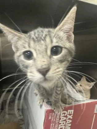 A baby small-sized male Domestic Short Hair cat named Chewy for adoption in Honolulu, HI