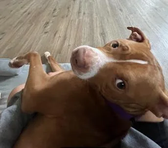 Cumberbatch thumbnail 3