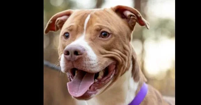 Cumberbatch thumbnail 4