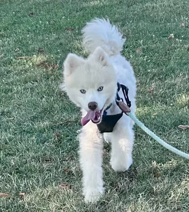 Yogi