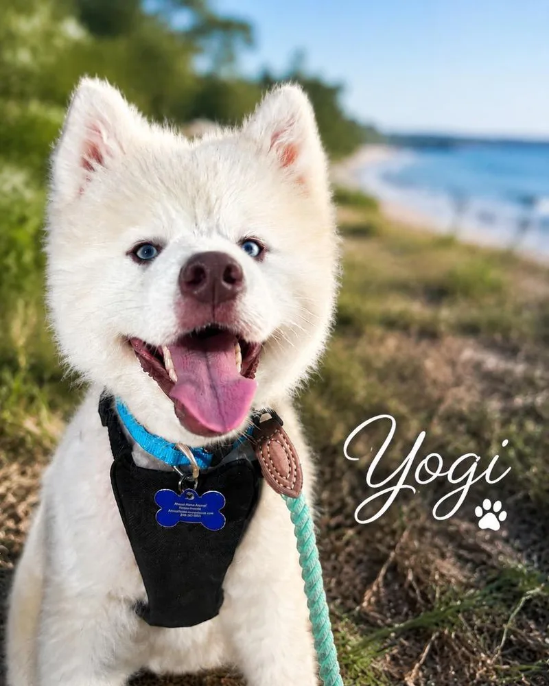 Yogi thumbnail 2