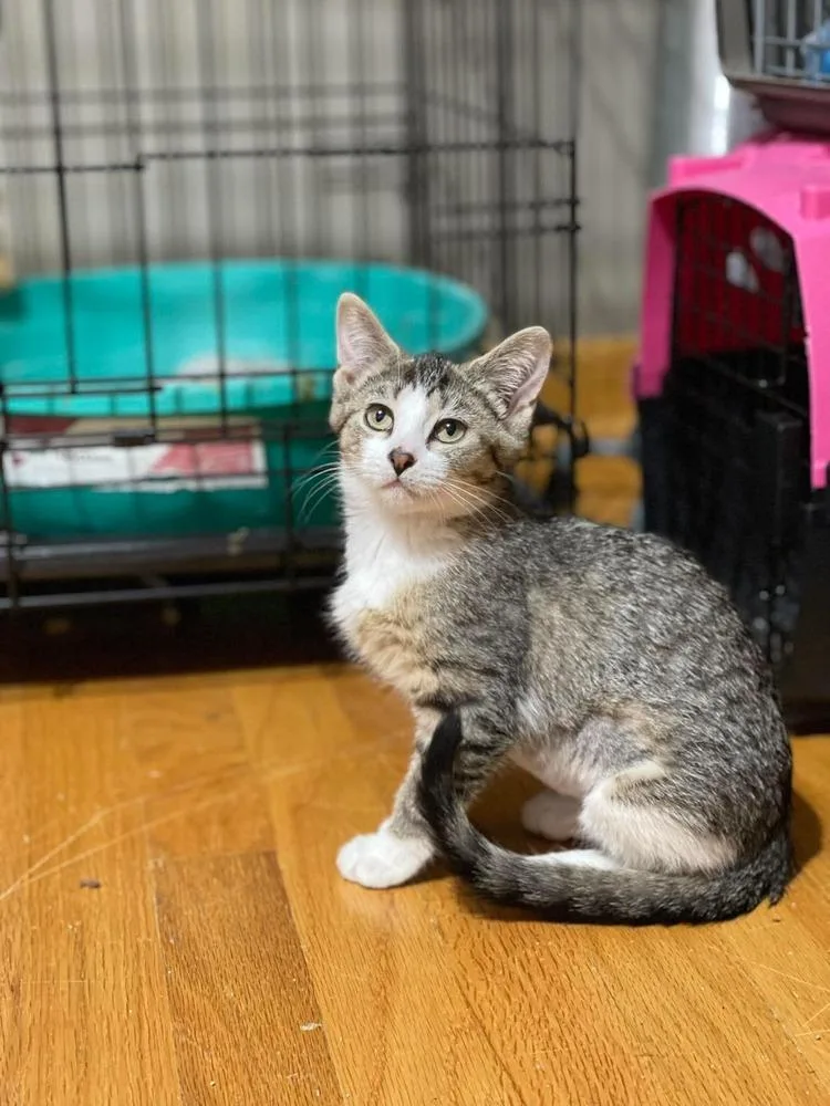 A baby small-sized female Domestic Short Hair cat named Camila for adoption in Chicago, IL
