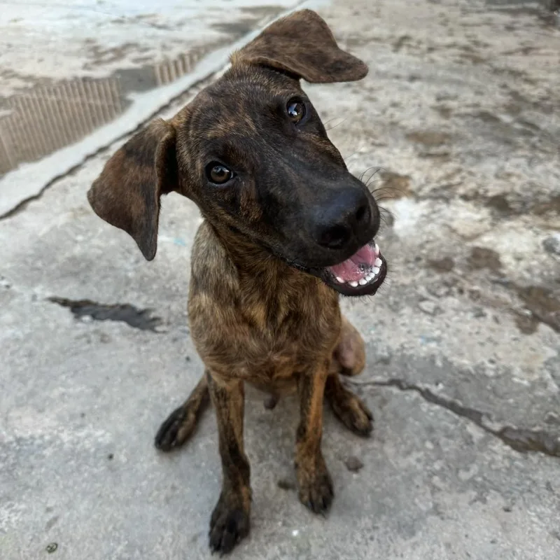 An adult medium-sized male Brindle Mixed Breed dog named Eddie for adoption in Bayamon, PR