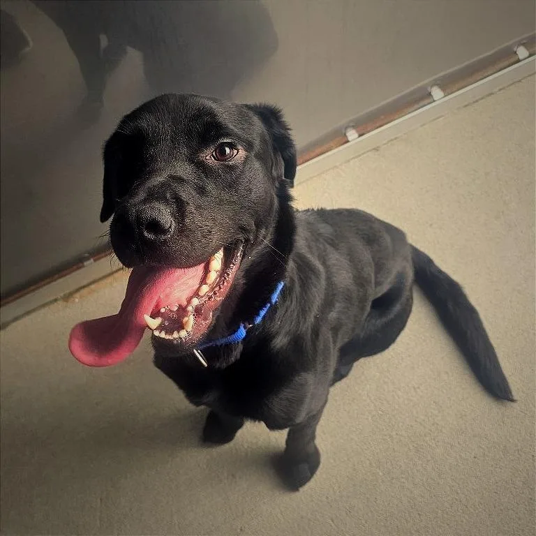 Koda
