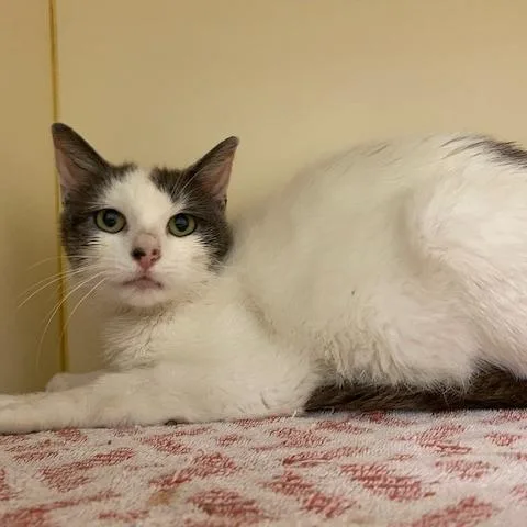 A young medium-sized female Gray / Blue / Silver Domestic Short Hair cat named Fern for adoption in Dayton, OH