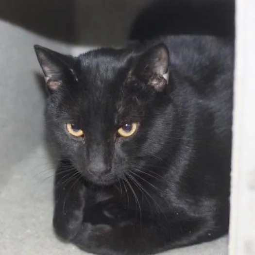 A senior medium-sized male Black Domestic Short Hair cat named Buckingham for adoption in Philadelphia, PA