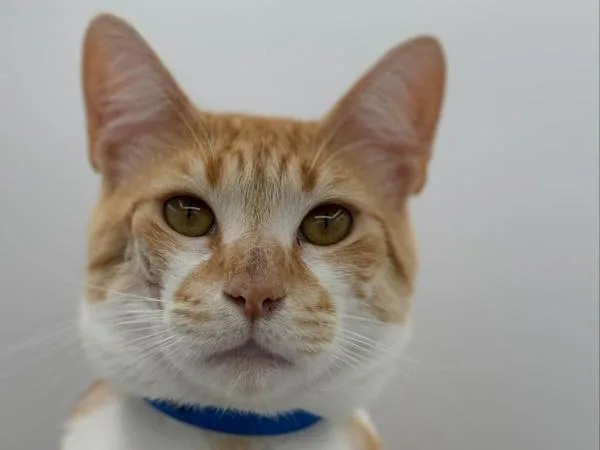An adult small-sized male Domestic Short Hair cat named El Capitan for adoption in Portland, OR