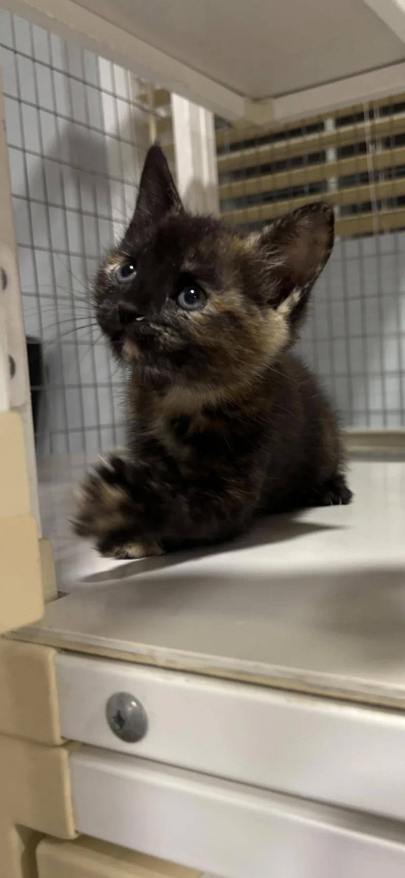 A baby small-sized female Domestic Medium Hair cat named Wrenley X for adoption in Winder, GA