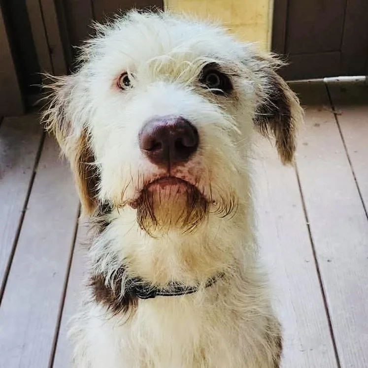 A young large-sized male White / Cream Old English Sheepdog dog named Theo for adoption in Summerfield, NC