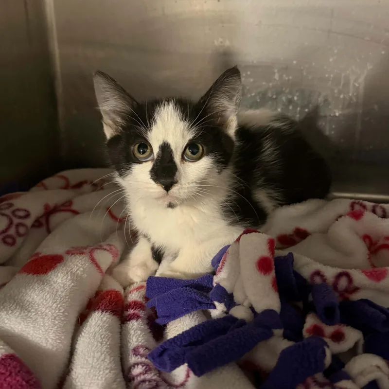 A baby small-sized male Black Domestic Short Hair cat named Zappa for adoption in Antioch, CA