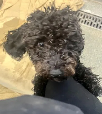 A young small-sized male Black Miniature Poodle dog named Rupert for adoption in Annapolis, MD