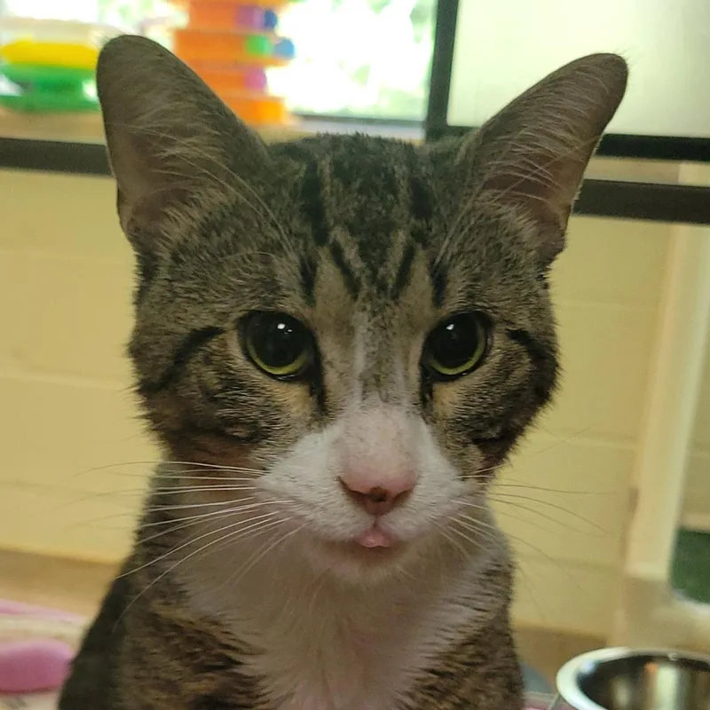 An adult medium-sized male Brown / Chocolate Domestic Short Hair cat named Gato for adoption in Plover, WI