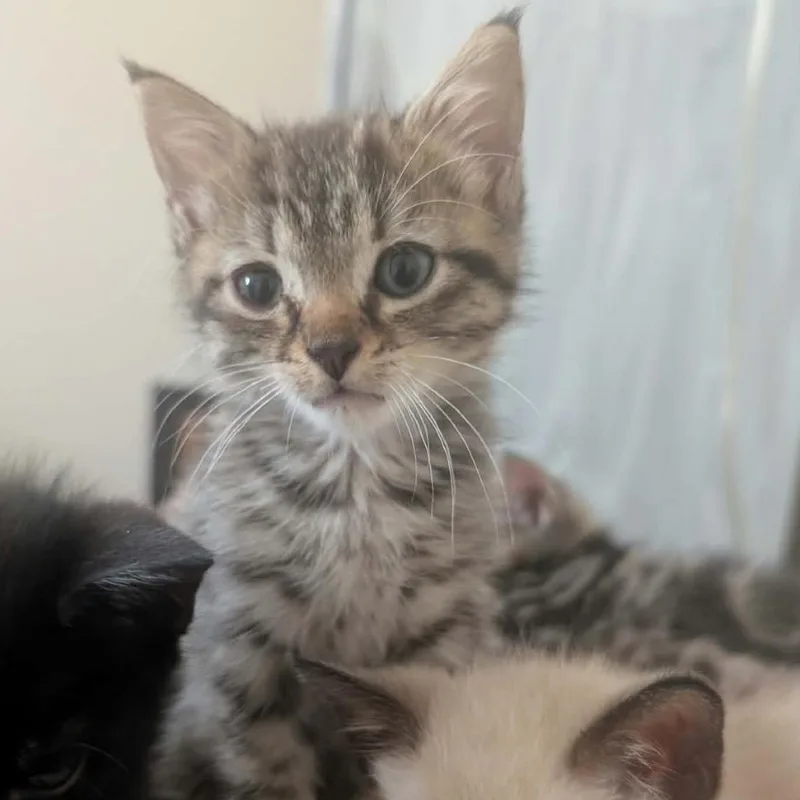 A baby small-sized male American Shorthair cat named Bubba for adoption in mount vernon, AR