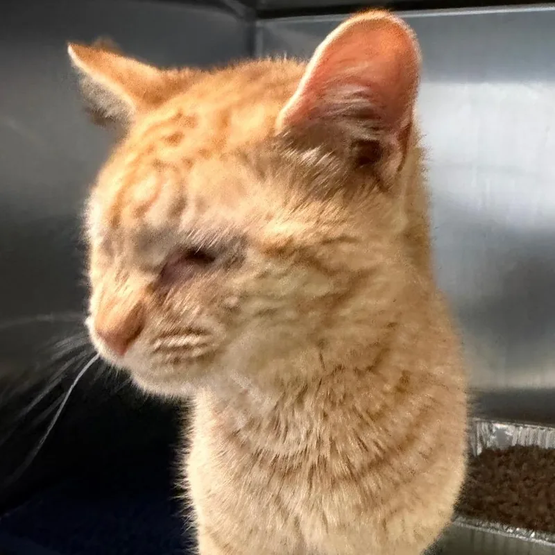 A young medium-sized female Orange / Red Domestic Short Hair cat named Wow Wow Wubbzy for adoption in Charlottesville, VA