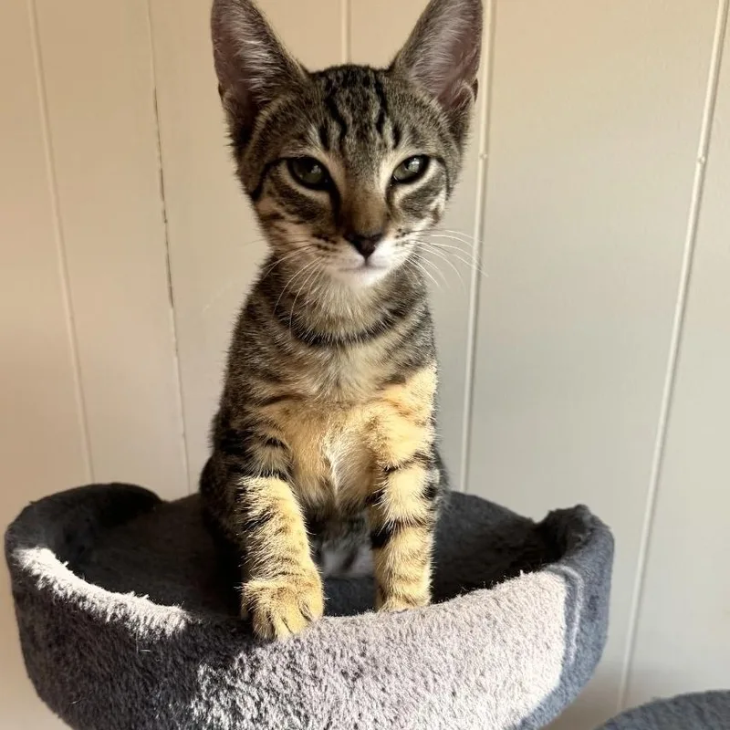 A baby medium-sized male Brown / Chocolate Domestic Short Hair cat named Spike for adoption in Moriches, NY