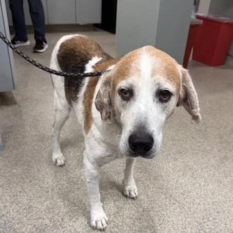 A senior medium-sized male Brown / Chocolate Mixed Breed dog named Walker for adoption in Jacksonville, FL