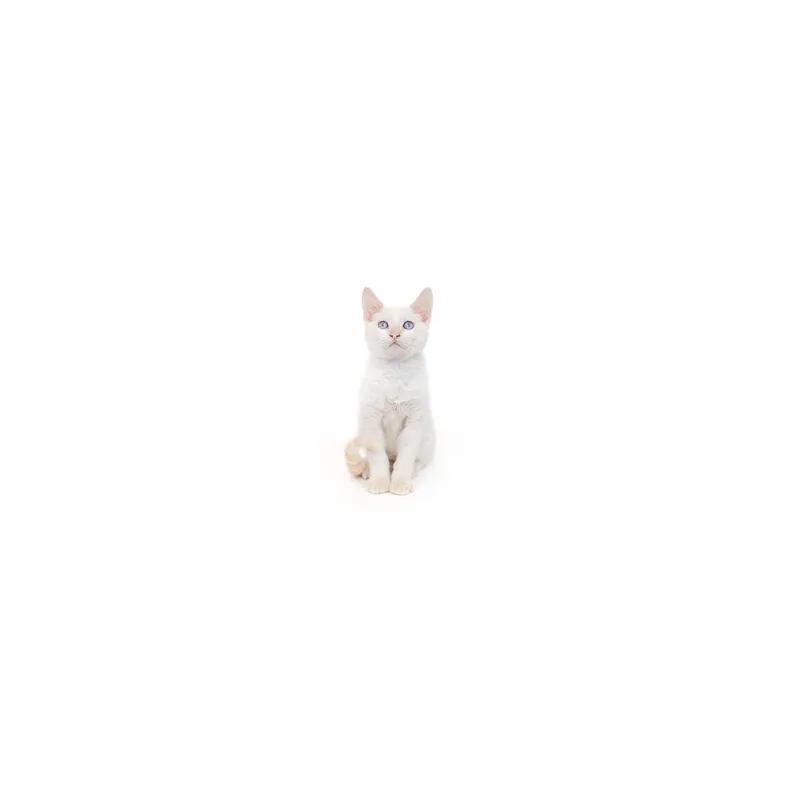 A baby small-sized male White Domestic Short Hair cat named Peep for adoption in Playa Vista, CA