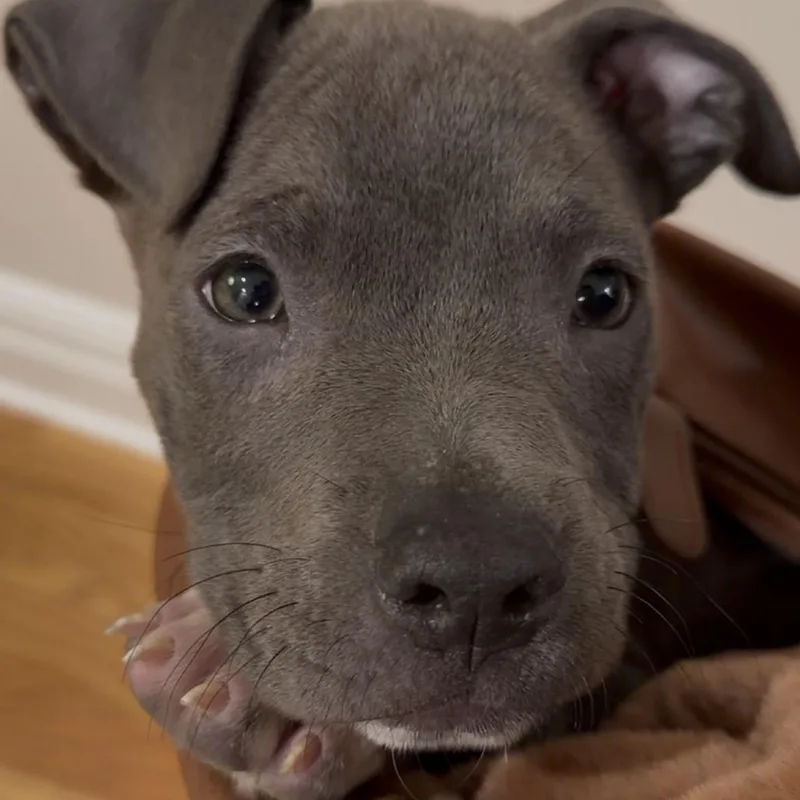 A baby medium-sized female Gray / Blue / Silver Pit Bull Terrier dog named Moonie for adoption in Durham, NC