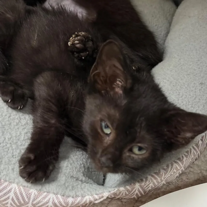 A baby small-sized male Black Domestic Short Hair cat named Dino for adoption in Belleville, IL