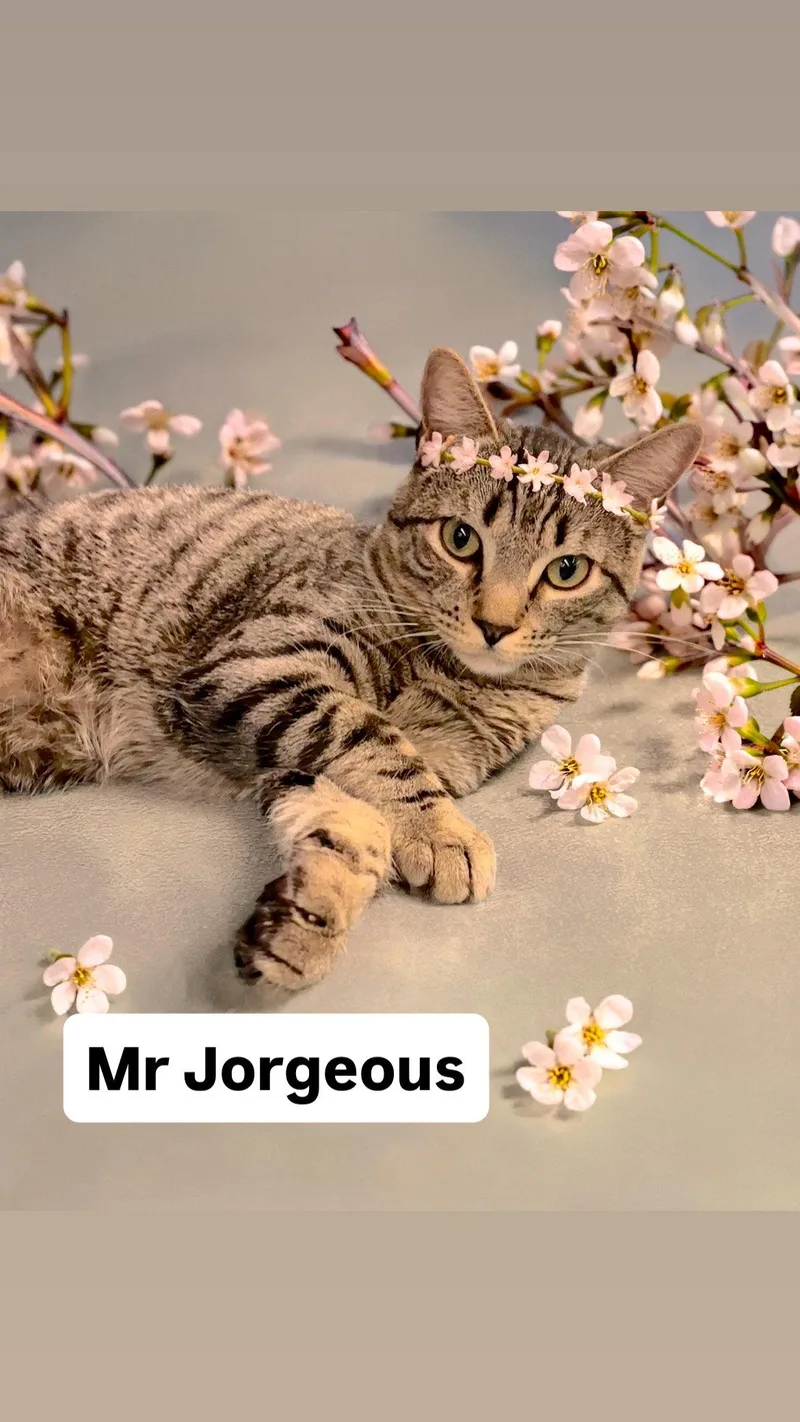 A young medium-sized male Domestic Short Hair cat named Mr Jorgeous At Martinez for adoption in Walnut Creek, CA