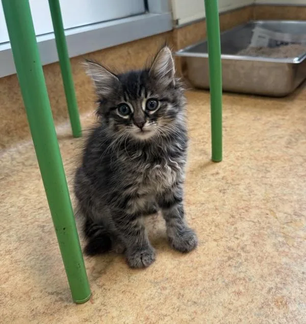 A baby small-sized female Domestic Medium Hair cat named El Tesoro for adoption in Dublin, CA