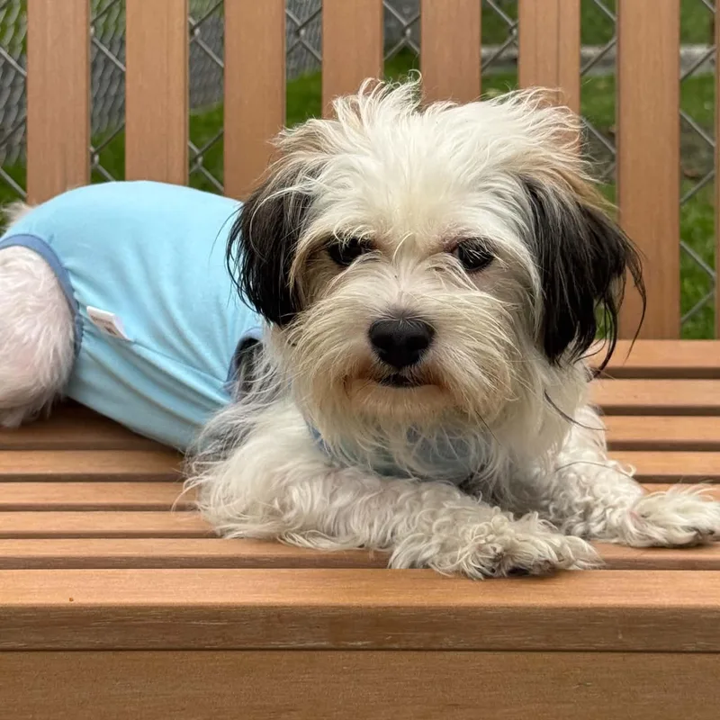 A young small-sized female Shih Tzu dog named Summer for adoption in Danbury, CT
